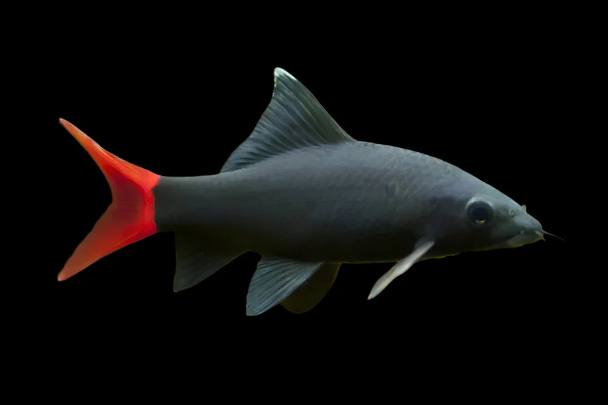 Red Tail Black Shark 6-7cm sharks