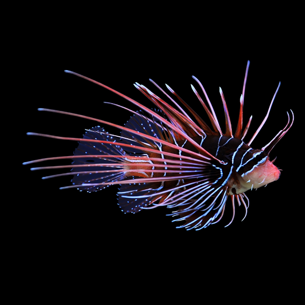 Radiata Lionfish MED
