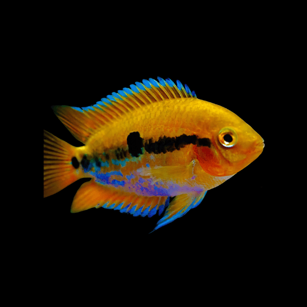 Rainbow Cichlid 7cm south america