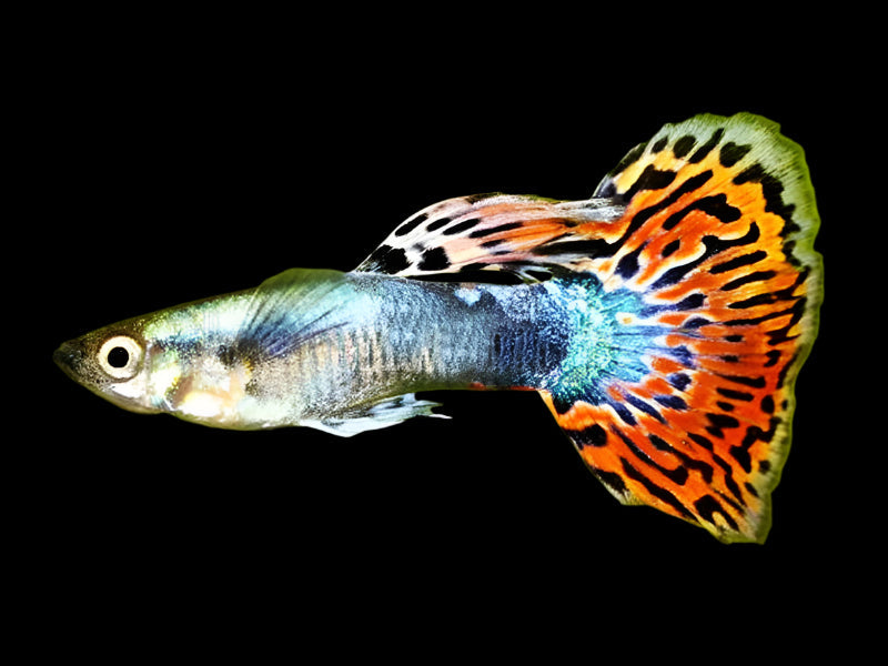 Rainbow Guppy Male 3-4cm