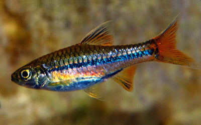Blue Line Rasbora 1cm