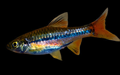 Blue Line Rasbora 1cm