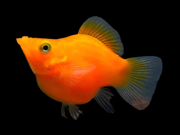 Orange Balloon Molly 3cm livebearer
