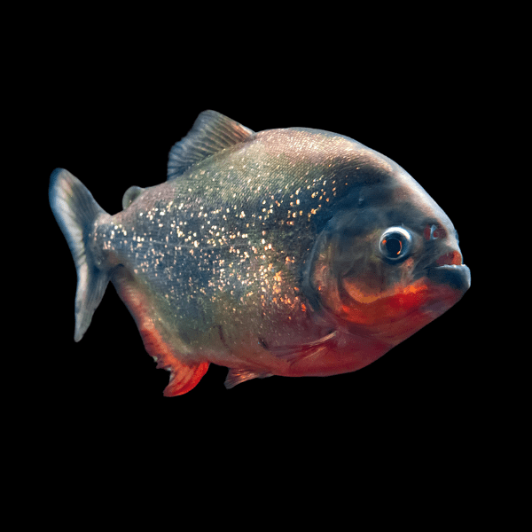 Red Belly Piranha 5cm