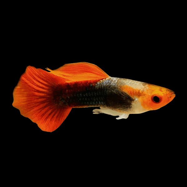 Red Cap Tuxedo Male Guppy 2.5cm - Tropical Supplies North East