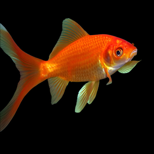 Red Goldfish 6-8cm - Tropical Supplies North East