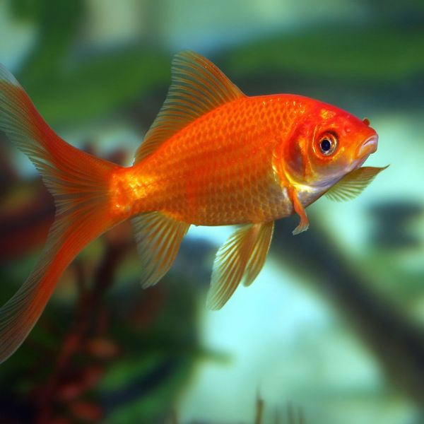 Red Goldfish 6-8cm - Tropical Supplies North East