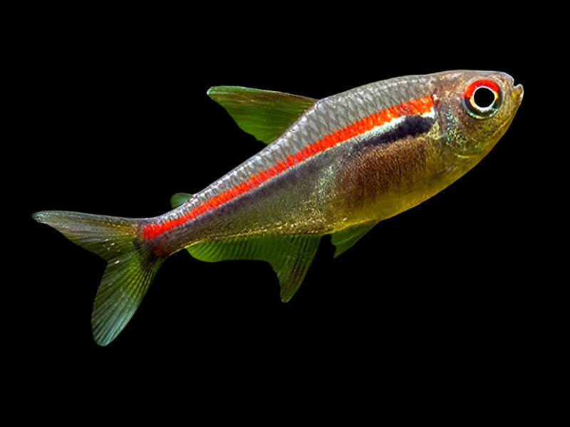 Amapa Tetra 2cm