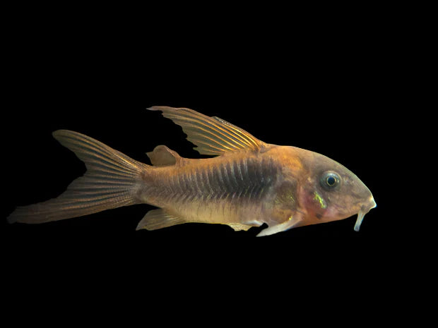 Hi Fin Bronze Corydoras 3cm catfish