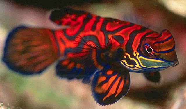 Red Mandarin MED