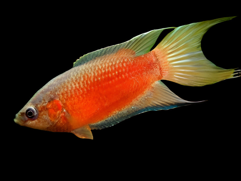 Super Red Paradise Fish 6-7cm