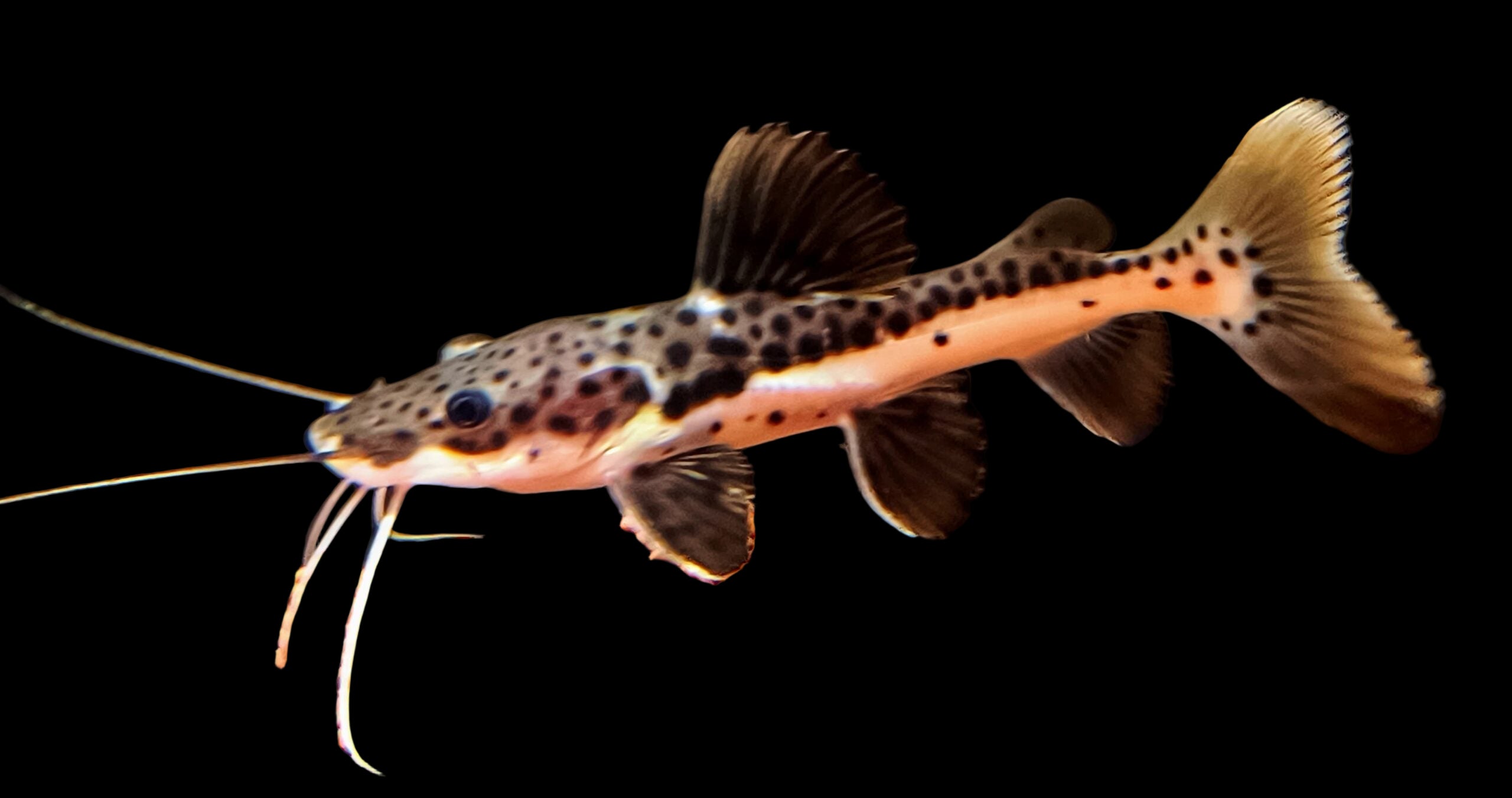 Tiger Shovelnose X Red Tail Catfish Hybrid 6cm