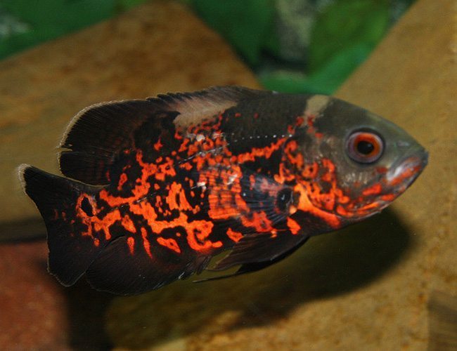 Black Red Tiger Oscar 3-4cm