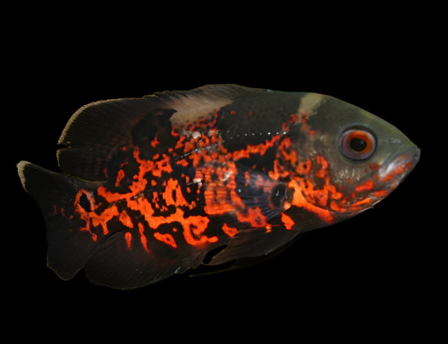 Black Red Tiger Oscar 8-9cm