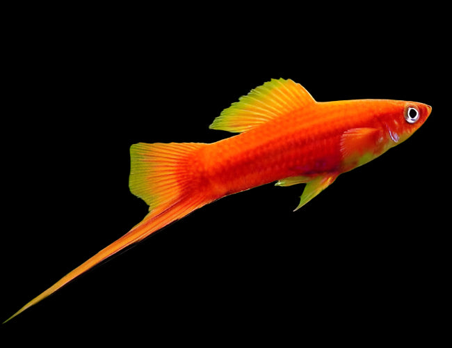 Red Swordtail 4cm - Tropical Supplies North East