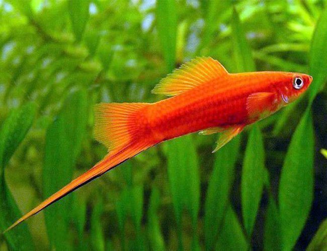Red Swordtail 4cm - Tropical Supplies North East
