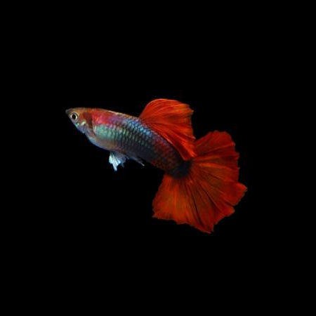 Red Tail Blue Male Guppy 3cm