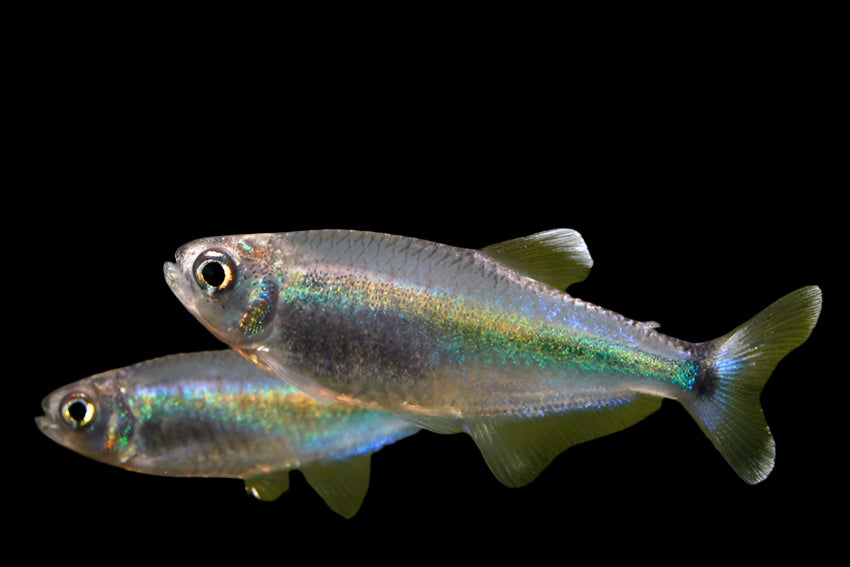 Fredcochu Tetra 2cm - Tropical Supplies North East