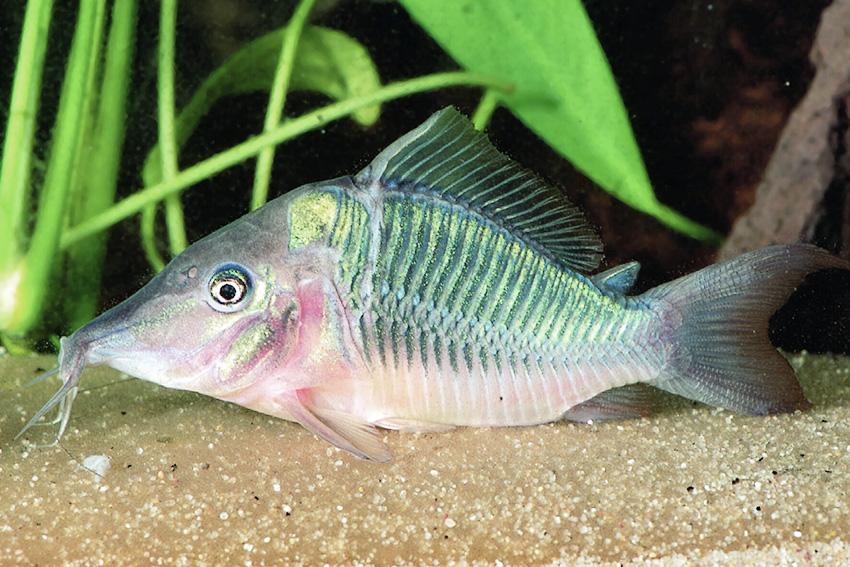 Hognosed Brochis Catfish 7cm
