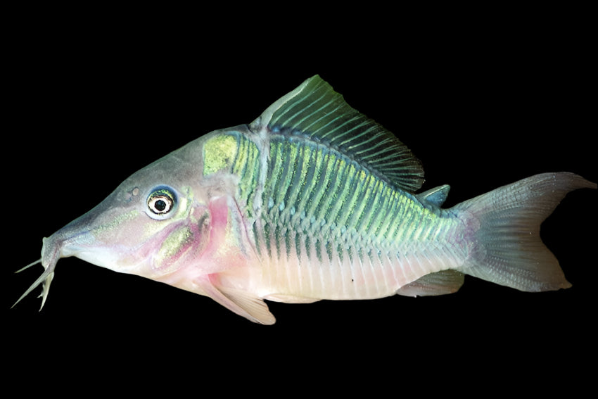 Hognosed Brochis Catfish 7cm - Tropical Supplies North East