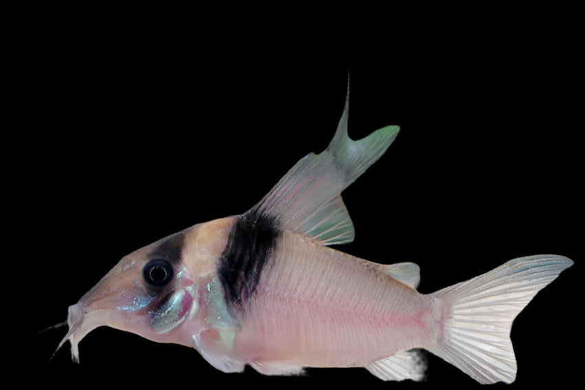 Corydoras Virginiae 4-5cm