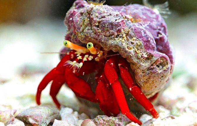 Red Leg Hermit Crab