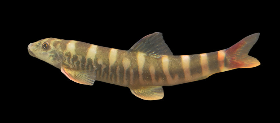 Red Tail Zebra Loach 8-10cm - Tropical Supplies North East