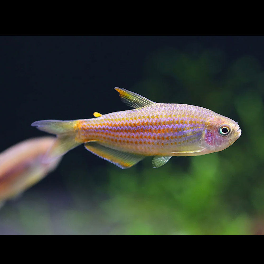 Scratched Inpa Tetra 3cm
