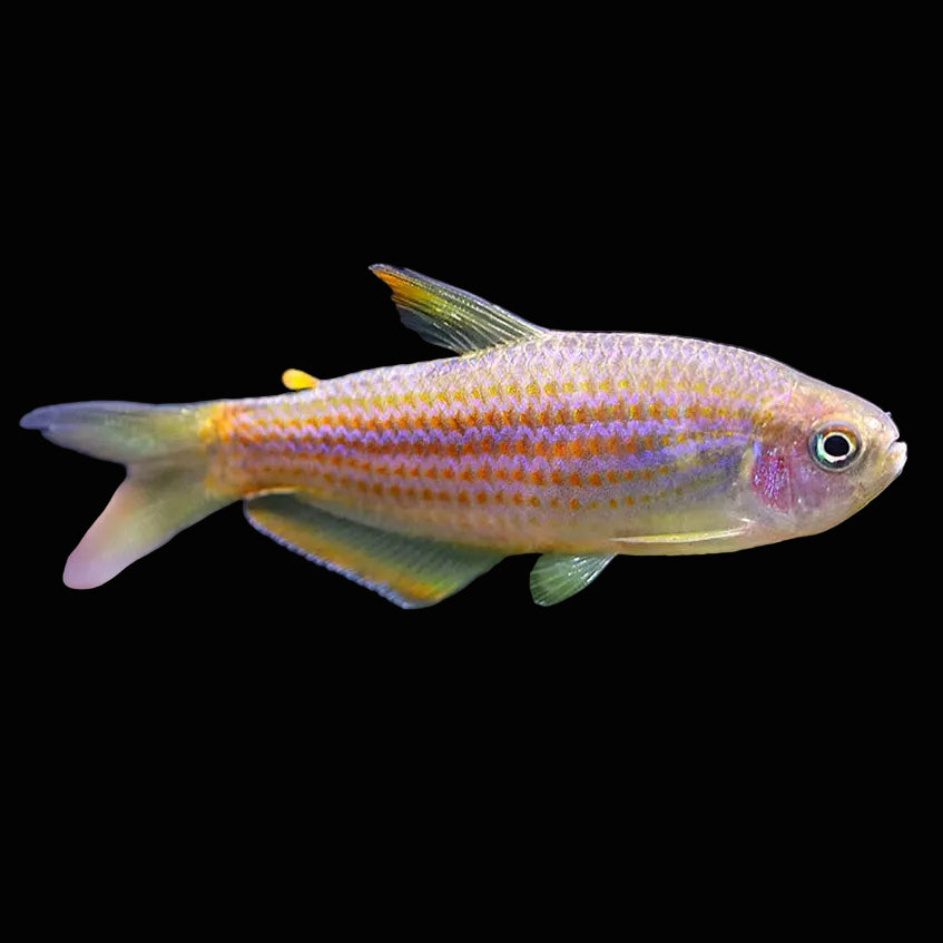 Scratched Inpa Tetra 3cm - Tropical Supplies