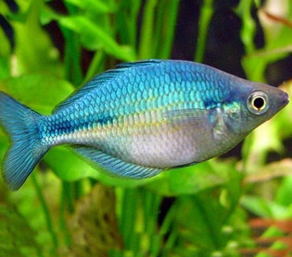 Lake Kutubu Rainbowfish 4-5cm - Tropical Supplies North East