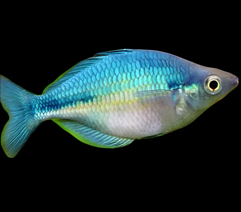Lake Kutubu Rainbowfish 4-5cm - Tropical Supplies North East