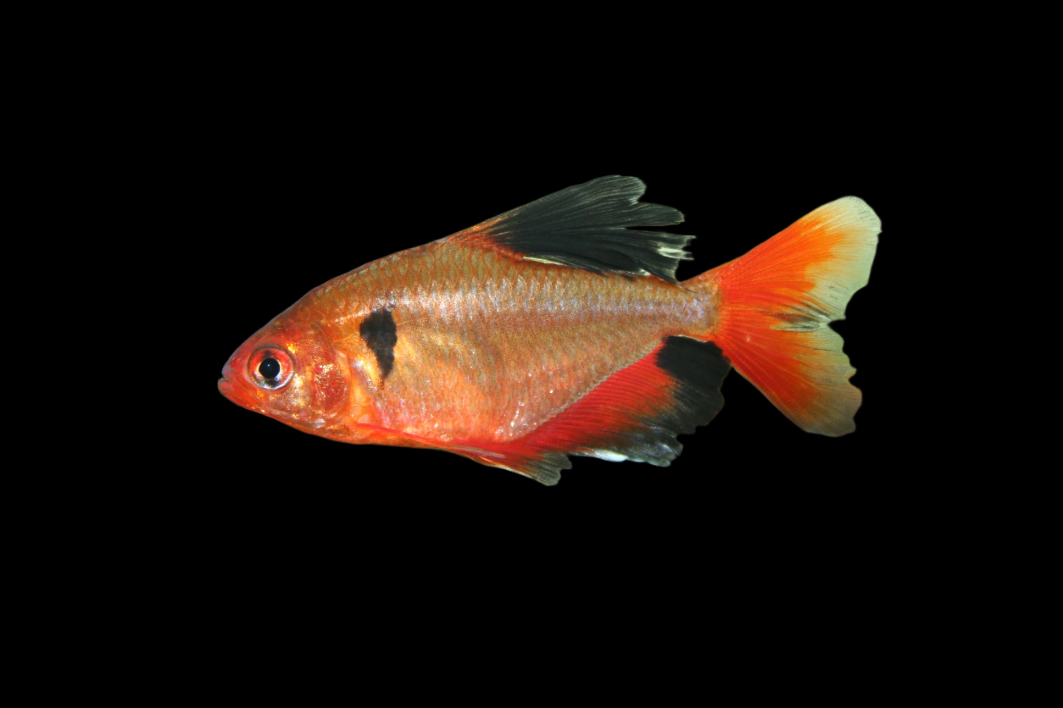 Long Fin Serpae Tetra 2.5cm
