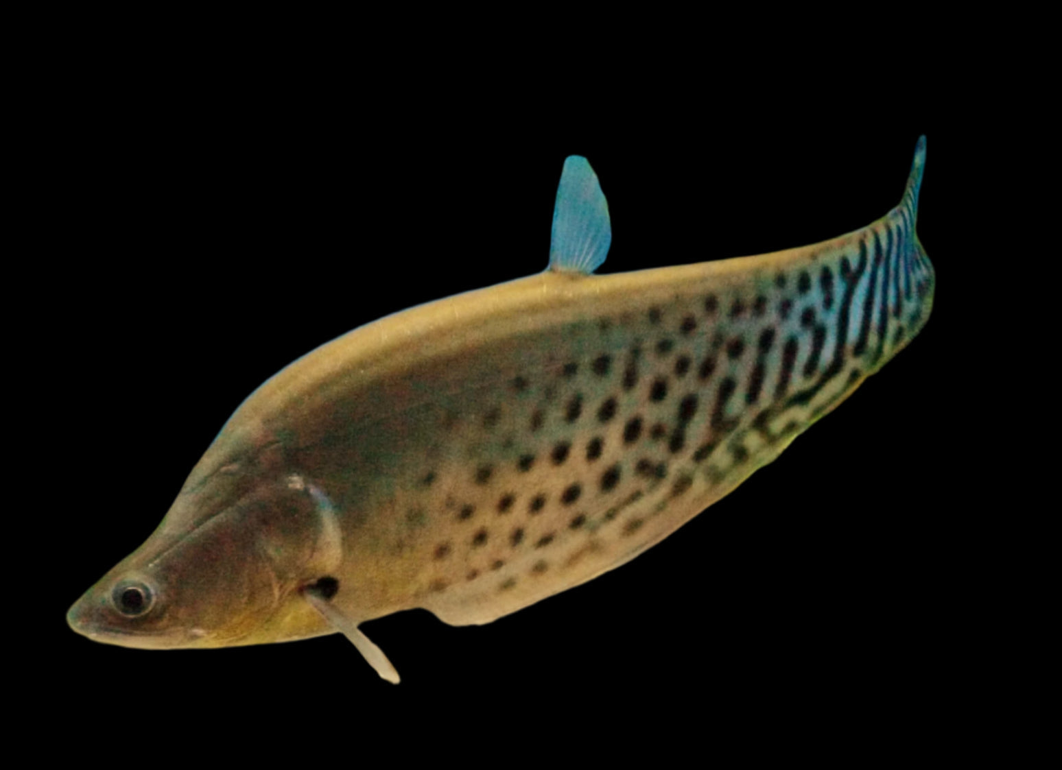 Clown Knife Fish 15cm