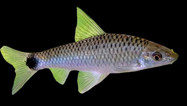 Silver Flying Fox 5cm