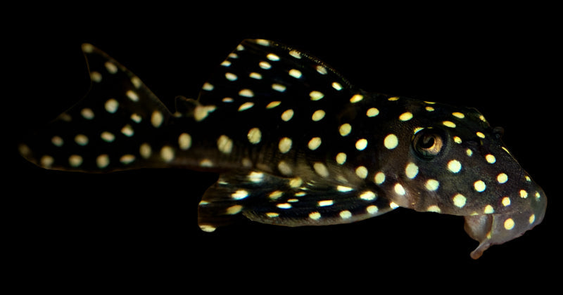 Snowball True LDA33 3"