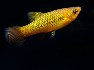 Yellow Variatus Platy 3cm