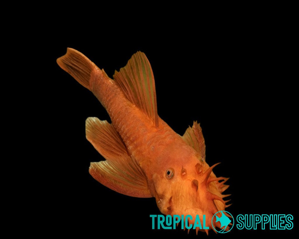 Super Red Bristlenose 3cm