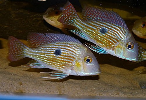 Geophagus Surinamensis 6cm