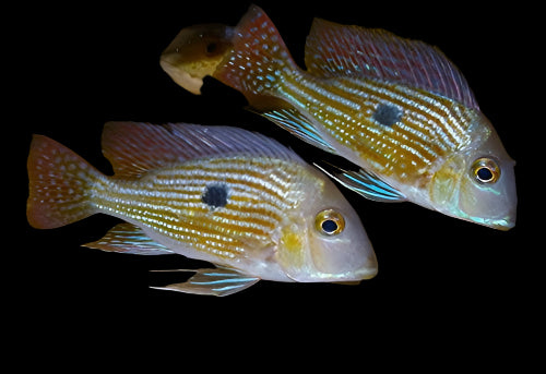 Geophagus Surinamensis 6cm - Tropical Supplies North East