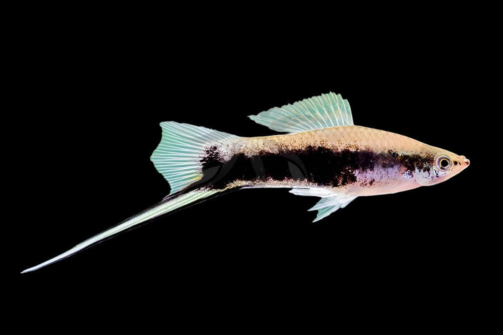 Green Tuxedo Swordtail 4.5cm - Tropical Supplies North East