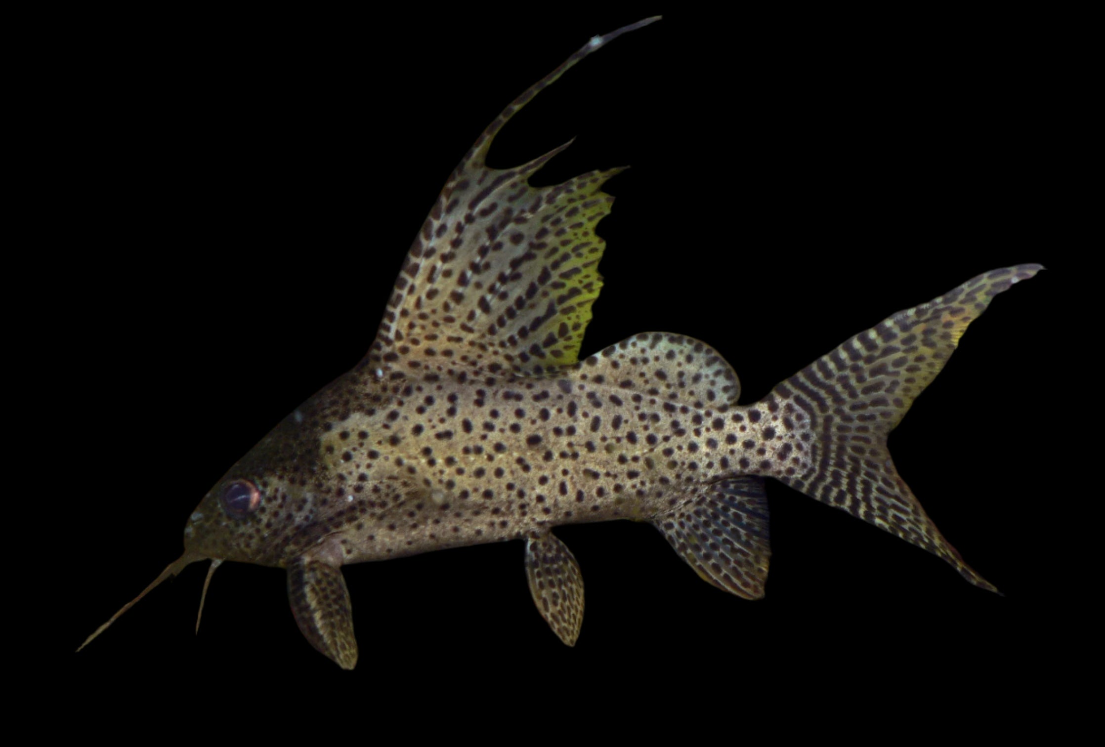 Synodontis Featherfin Catfish 5cm