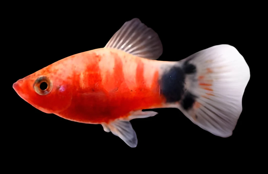 Red Tiger Mickey Mouse Platy 3cm livebearer