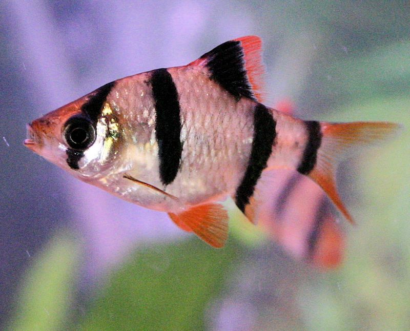 Tiger Barb 2.5cm