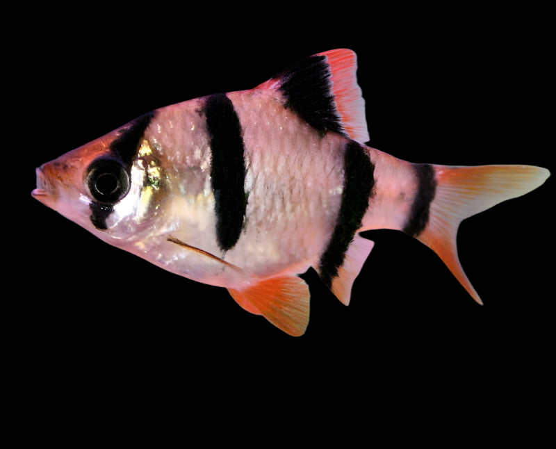 Tiger Barb 2.5cm - Tropical Supplies North East