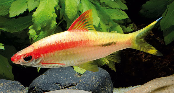 Gold Red Line Barb 5cm - Tropical Supplies North East