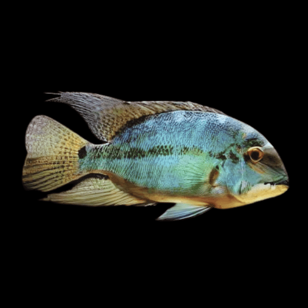 True Parrot Cichlid 8-9cm