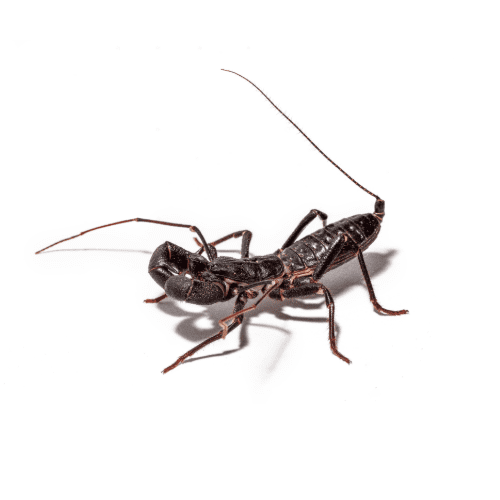 Red Devil Vinegaroon Whip Scorpion