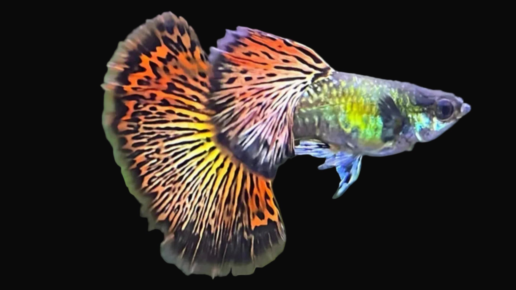 Red Dragon Dumbo Male Guppy 3cm