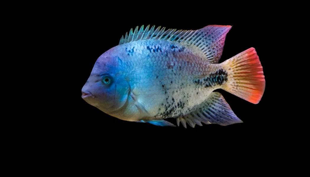 Black Belt Cichlid 6-8cm south america