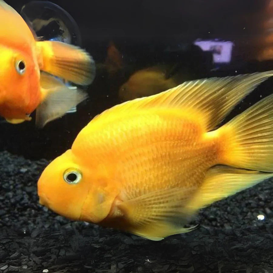 Yellow Parrot Fish 2.5"